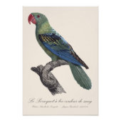 Perroquet ein Béc Couleur sang / Großschnabelpapag Fotodruck (Vorne)