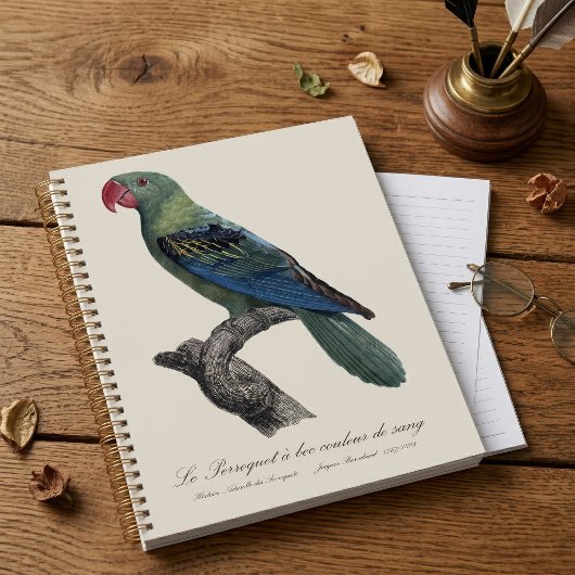 Perroquet ein Béc Couleur sang / Großschnabelpapag Planer