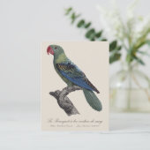 Perroquet ein Béc Couleur sang / Großschnabelpapag Postkarte (Stehend Vorderseite)