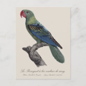 Perroquet ein Béc Couleur sang / Großschnabelpapag Postkarte (Vorderseite)