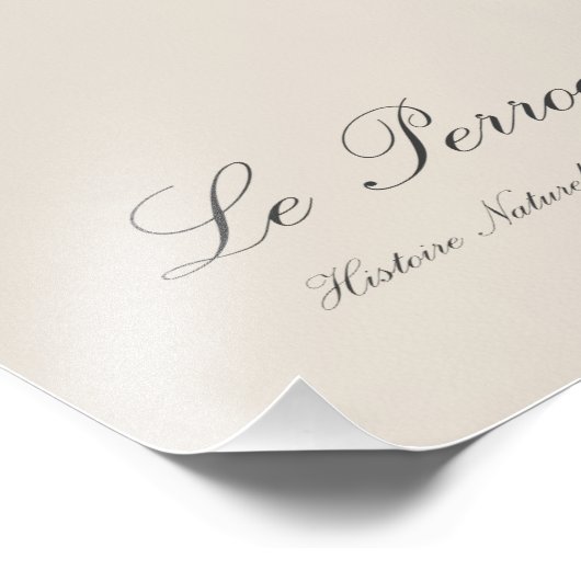 Perroquet geoffroy männlich / Roter Wangenpapagei Fotodruck (Ecke)