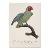 Perroquet geoffroy männlich / Roter Wangenpapagei Fotodruck (Vorne)