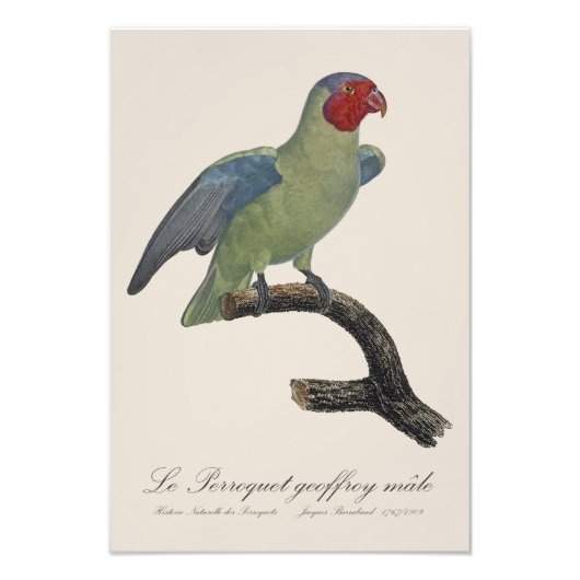 Perroquet geoffroy männlich / Roter Wangenpapagei Fotodruck (Vorne)