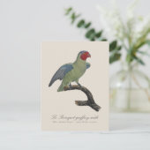 Perroquet geoffroy männlich / Roter Wangenpapagei Postkarte (Stehend Vorderseite)