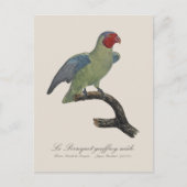 Perroquet geoffroy männlich / Roter Wangenpapagei Postkarte (Vorderseite)