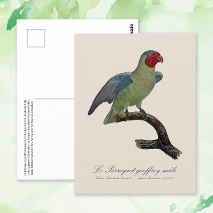 Perroquet geoffroy männlich / Roter Wangenpapagei Postkarte