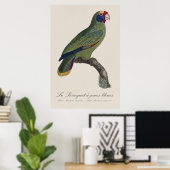 Perroquet-Joues-Blues / Rotschwanzamazone Poster (Heimbüro)