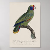 Perroquet-Joues-Blues / Rotschwanzamazone Poster (Vorne)