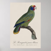 Perroquet-Joues-Blues / Rotschwanzamazone Poster (Vorne)