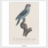 Perruche a bandeau rouge / Musk Lorikeet Aufkleber (Blatt)