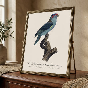 Perruche a bandeau rouge / Musk Lorikeet Fotodruck