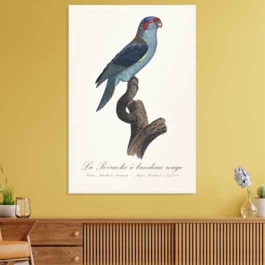 Perruche a bandeau rouge / Musk Lorikeet Leinwanddruck (Insitu (Wohnzimmer))