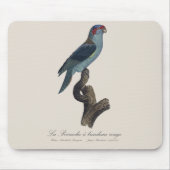 Perruche a bandeau rouge / Musk Lorikeet Mousepad (Vorne)