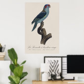 Perruche a bandeau rouge / Musk Lorikeet Poster (Heimbüro)