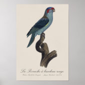 Perruche a bandeau rouge / Musk Lorikeet Poster (Vorne)
