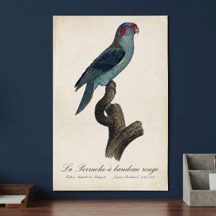 Perruche a bandeau rouge / Musk Lorikeet Poster