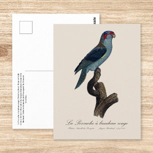 Perruche a bandeau rouge / Musk Lorikeet Postkarte