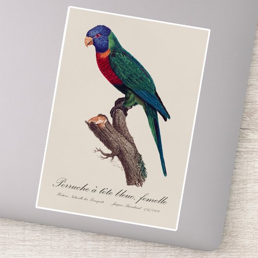 Perruche a tete bleue, femelle / Rainbow lorikeet, Aufkleber