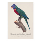 Perruche a tete bleue, femelle / Rainbow lorikeet, Fotodruck (Vorne)