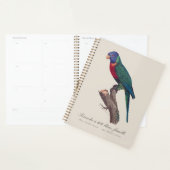 Perruche a tete bleue, femelle / Rainbow lorikeet, Planer (Anzeige)