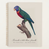 Perruche a tete bleue, femelle / Rainbow lorikeet, Planer (Vorderseite)