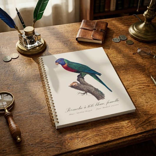 Perruche a tete bleue, femelle / Rainbow lorikeet, Planer