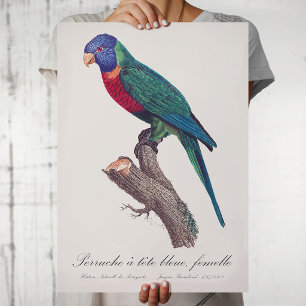 Perruche a tete bleue, femelle / Rainbow lorikeet, Poster