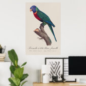 Perruche a tete bleue, femelle / Rainbow lorikeet, Poster (Heimbüro)