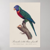 Perruche a tete bleue, femelle / Rainbow lorikeet, Poster (Vorne)