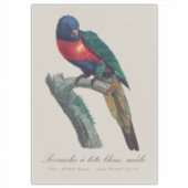 Perruche a tete bleue / Rainbow lorikee Aufkleber (Vorderseite)