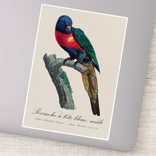 Perruche a tete bleue / Rainbow lorikee Aufkleber
