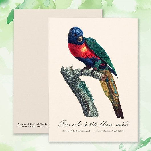 Perruche a tete bleue / Rainbow lorikee Dankeskarte