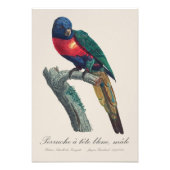 Perruche a tete bleue / Rainbow lorikee Fotodruck (Vorne)