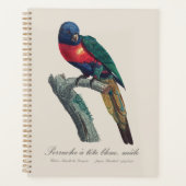 Perruche a tete bleue / Rainbow lorikee Planer (Vorderseite)
