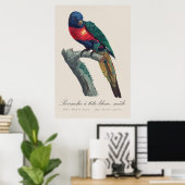 Perruche a tete bleue / Rainbow lorikee Poster (Heimbüro)