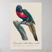 Perruche a tete bleue / Rainbow lorikee Poster (Vorne)
