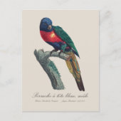 Perruche a tete bleue / Rainbow lorikee Postkarte (Vorderseite)