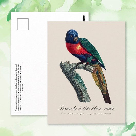 Perruche a tete bleue / Rainbow lorikee Postkarte