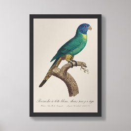 Perruche a tete bleue / Rainbow lorikeet, juvenil Fotodruck