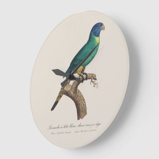 Perruche a tete bleue / Rainbow lorikeet, juvenil Große Wanduhr (Winkel)