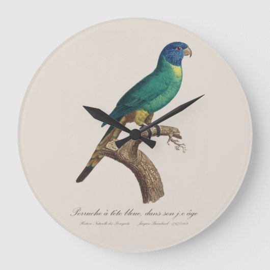 Perruche a tete bleue / Rainbow lorikeet, juvenil Große Wanduhr (Vorderseite)