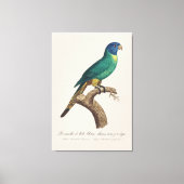 Perruche a tete bleue / Rainbow lorikeet, juvenil Leinwanddruck (Vorderseite)