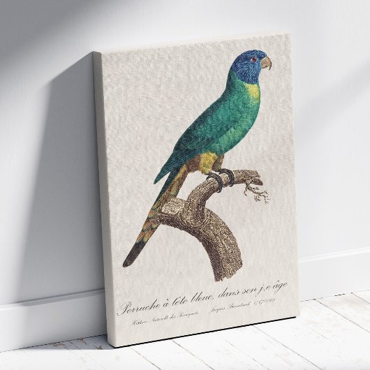 Perruche a tete bleue / Rainbow lorikeet, juvenil Leinwanddruck