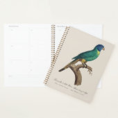 Perruche a tete bleue / Rainbow lorikeet, juvenil Planer (Anzeige)