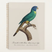Perruche a tete bleue / Rainbow lorikeet, juvenil Planer (Vorderseite)