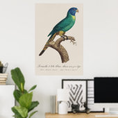 Perruche a tete bleue / Rainbow lorikeet, juvenil Poster (Heimbüro)