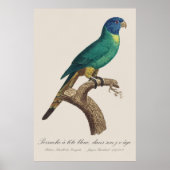 Perruche a tete bleue / Rainbow lorikeet, juvenil Poster (Vorne)
