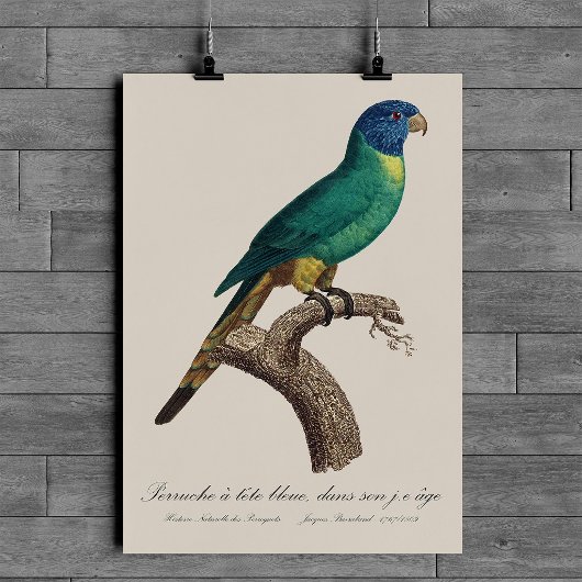 Perruche a tete bleue / Rainbow lorikeet, juvenil Poster
