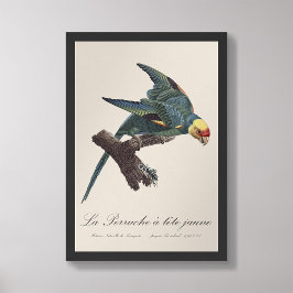 Perruche a Tete Jaune / Carolina parakeet Fotodruck