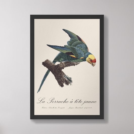 Perruche a Tete Jaune / Carolina parakeet Fotodruck